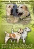 Grafika Temudzin Puppies3web