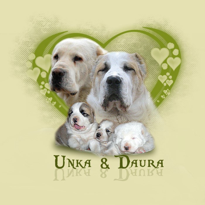 unka_daura_puppies